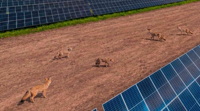 Kit foxes and giant kangaroo rats forced a California solar farm to give up more than 3,000 acres, then made themselves at home among the panels 38 foxes roaming on California solar farm