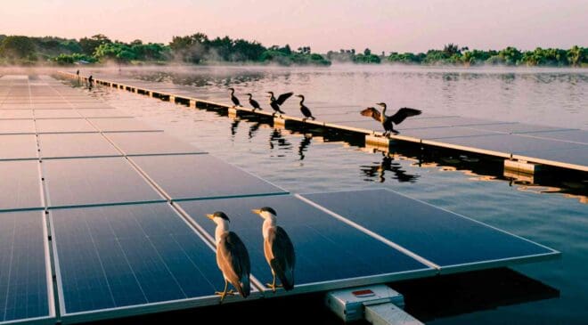 California covered ponds and reservoirs with floating solar panels. Soon, waterbirds started moving in 44 13. INTERNAL California covered ponds and reservoirs with floating solar panels. Soon waterbirds started moving in