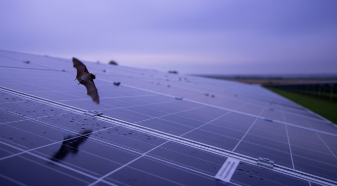 Across 19 English solar farms, something ancient and airborne arrived each night, then vanished before dawn, and the loss turned out to be written into the physics of glass 15 A bat flying low over English solar farms at dusk