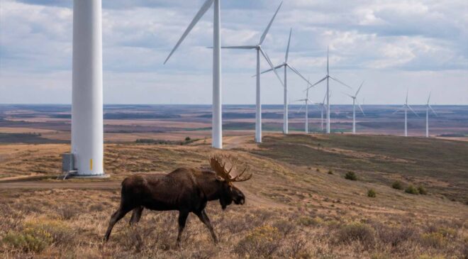 They built 45 wind turbines in Oklahoma, and the elk learned to weave around them on their way to the wheat fields 24 elk moving around wind turbines