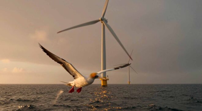 Wind turbine wakes create a hidden "safe corridor" for birds, but also a dangerous zone near the blade tips 41 Wind