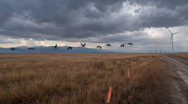 A California field seemed perfect for a wind farm until a flock of cranes blocked every turbine because they need the open space to fly low during storms 15 cranes flying across wind farm field
