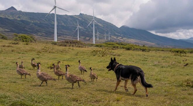 A 20-turbine wind farm on Maui asked how to keep Hawaiian geese away, and the state suggested airport-style dogs while pheromones remain on the list of ideas 47 dog hazing geese on wind farm