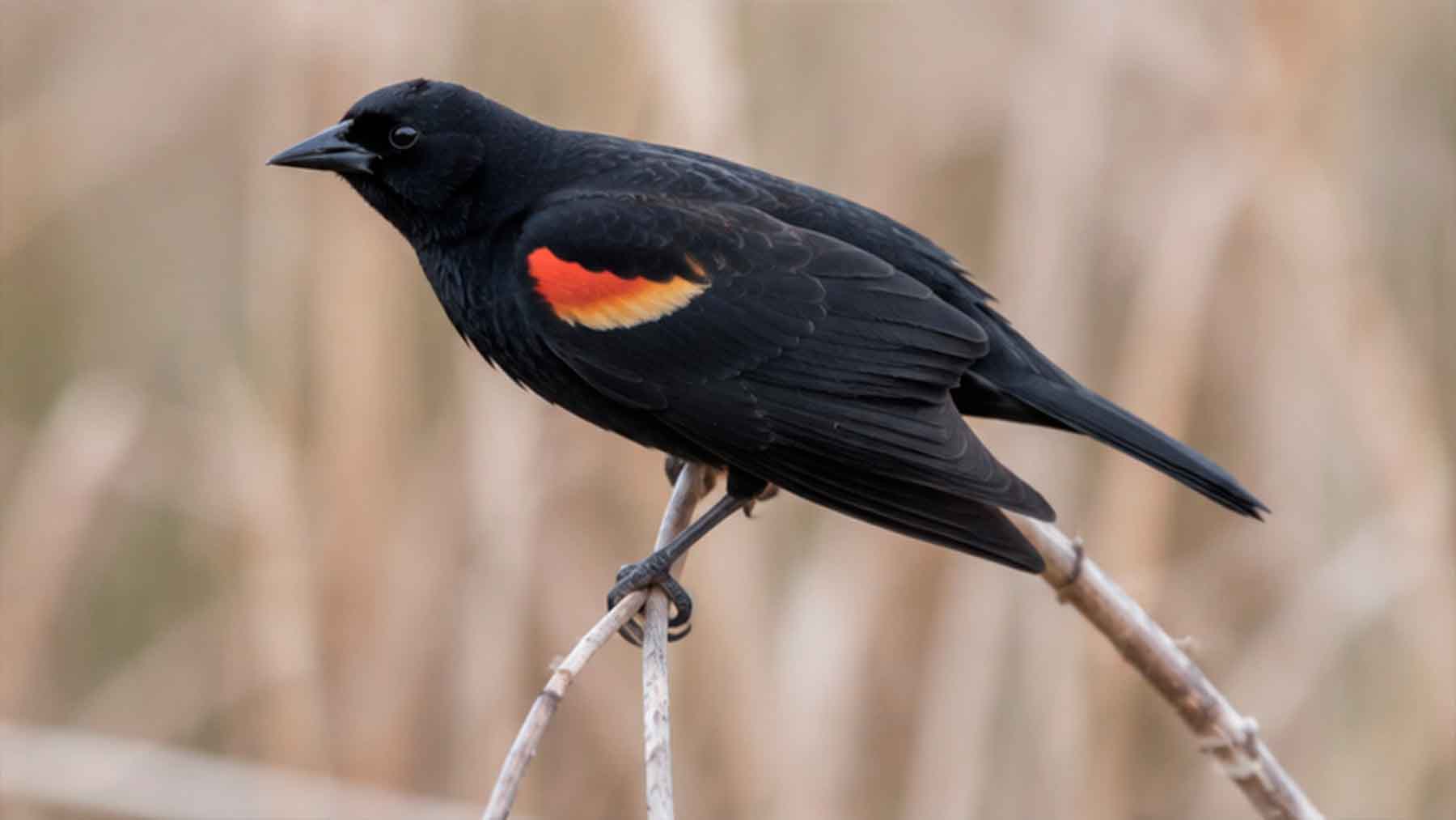 rare blackbird at at wind facilty