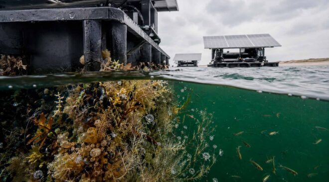 Four solar floats spent about a year off Brouwersdam, and their submerged surfaces became home to 72 forms of marine life, including a “glass-caged forest” filled with tiny jellyfish breeders 45 biofouling on floating solar structure
