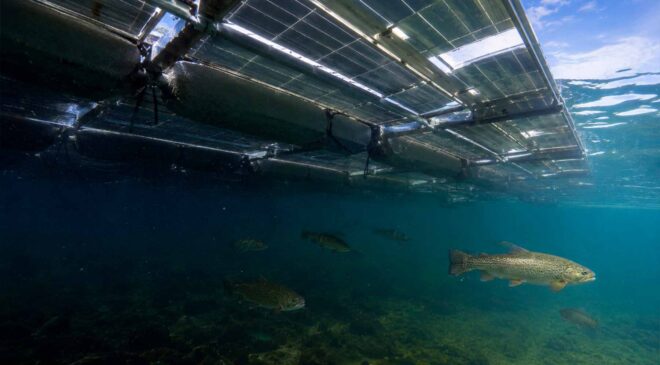 Scientists virtually covered 11 U.S. reservoirs with floating solar, and the fish below got no simple answer because cold-water habitat improved most only after panels covered more than half the surface 38 fish swimming underneath floating solar panels