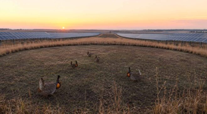 Wisconsin is preparing 5,012 acres of solar beside its biggest prairie-chicken stronghold, but every spring “dance floor” gets a 500-foot circle where no panel is allowed 40 solar panels surrounding prairie-chicken "dance floor"