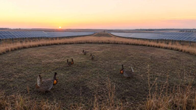 solar panels surrounding prairie-chicken "dance floor"