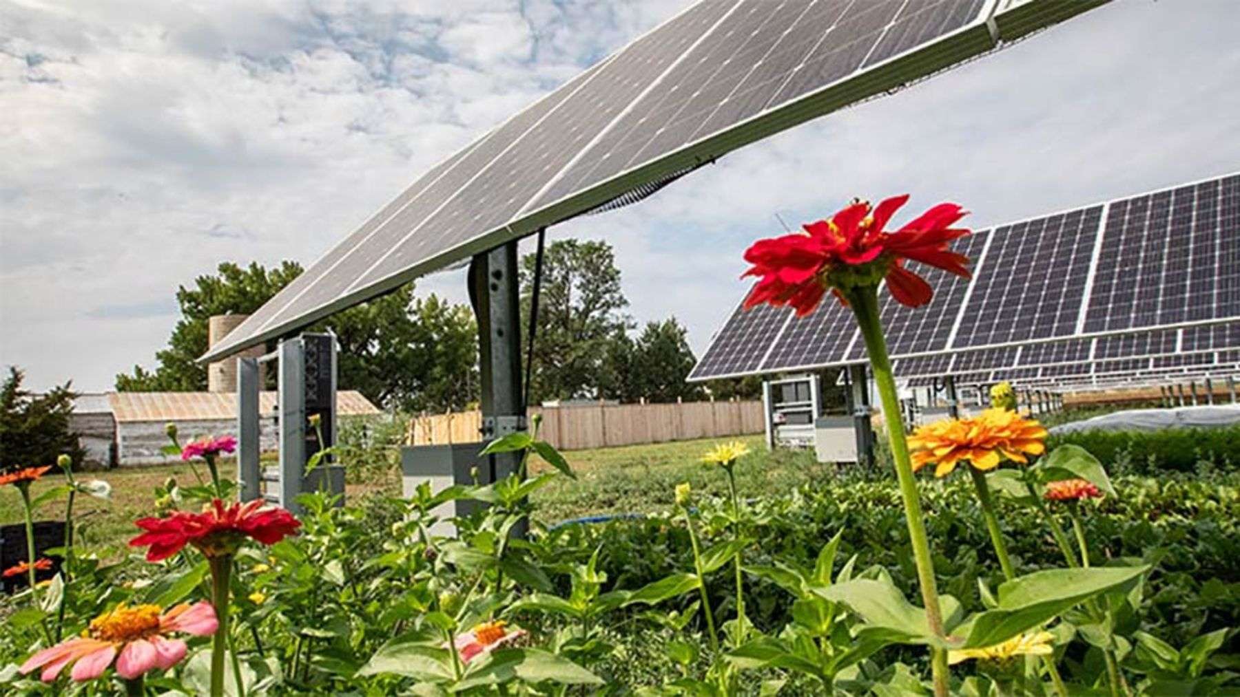 Solar farm with agrivoltaics