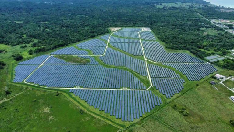 At World’s End solar park, crews planted 224 trees and over 49 hectares of grassland, adding winter shelters for reptiles