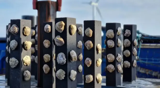 Four three-ton oyster structures off the Dutch coast hold living shellfish on rods where currents deliver food and oxygen 32 Oyster
