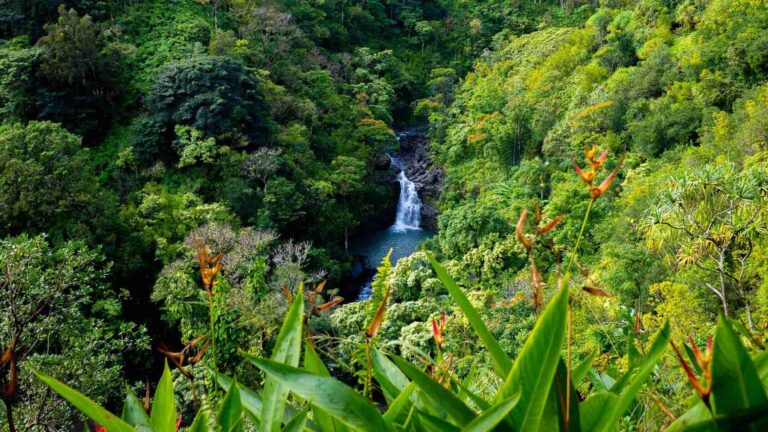 Google signs agreement with Working Trees to remove 270,000 tons of CO₂ through silvopasture farming in Brazil