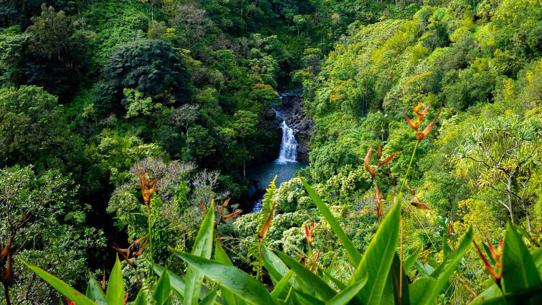 Google signs agreement with Working Trees to remove 270,000 tons of CO₂ through silvopasture farming in Brazil 1 Google