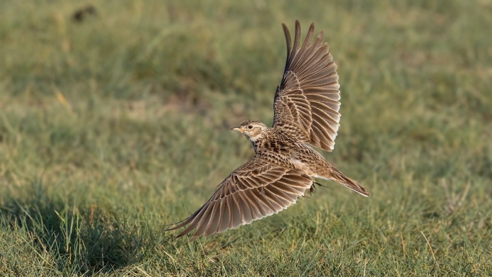 INT1 Five years of surveys at Germanys Lauterbach solar park found skylark territories increased from four to about 20