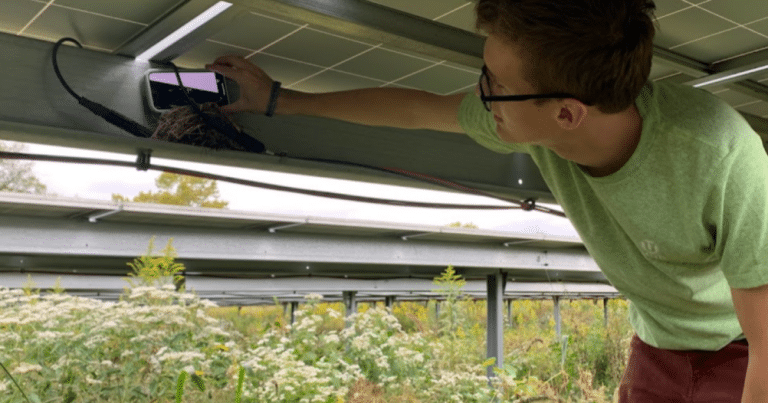 On two Ohio solar farms, American robins built nests nearly twice as tall on 217 tilting panels, and the sagging roofline turned out to be the reason